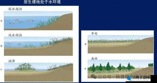 森林原木上岛运输方案及其优劣势分析